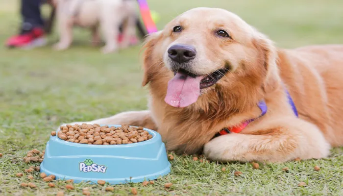 Alimentação de qualidade: A chave para a saúde e felicidade de cães e gatos