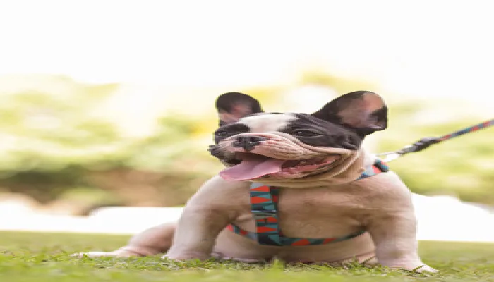 Os benefícios das atividades ao ar livre para os pets