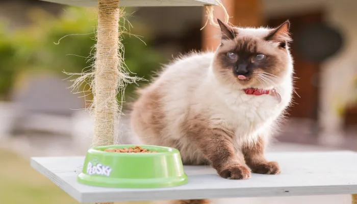 Pedsky: o alimento para cães e gatos que coloca a saúde e o bem-estar dos pets em primeiro lugar